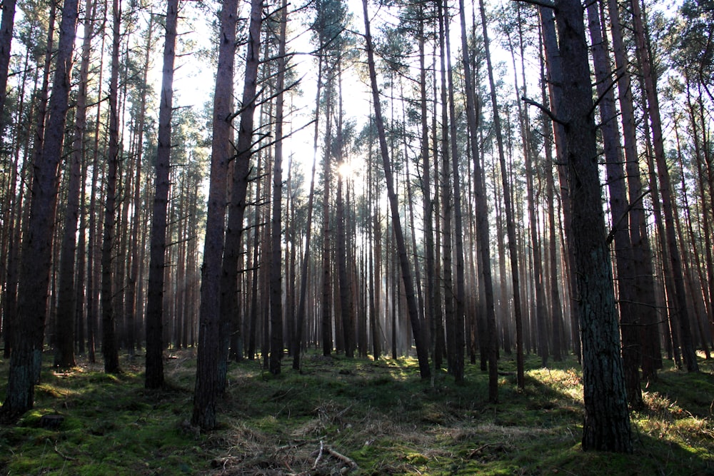 pine trees in forest during daytime