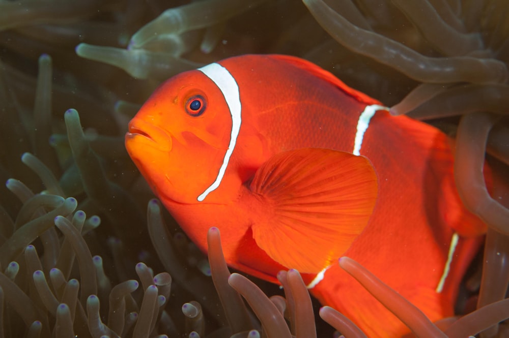 clownfish under water