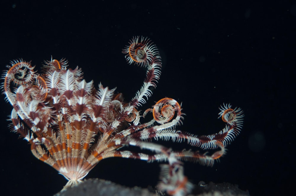 Fotografía de enfoque selectivo de criaturas marinas marrones y blancas
