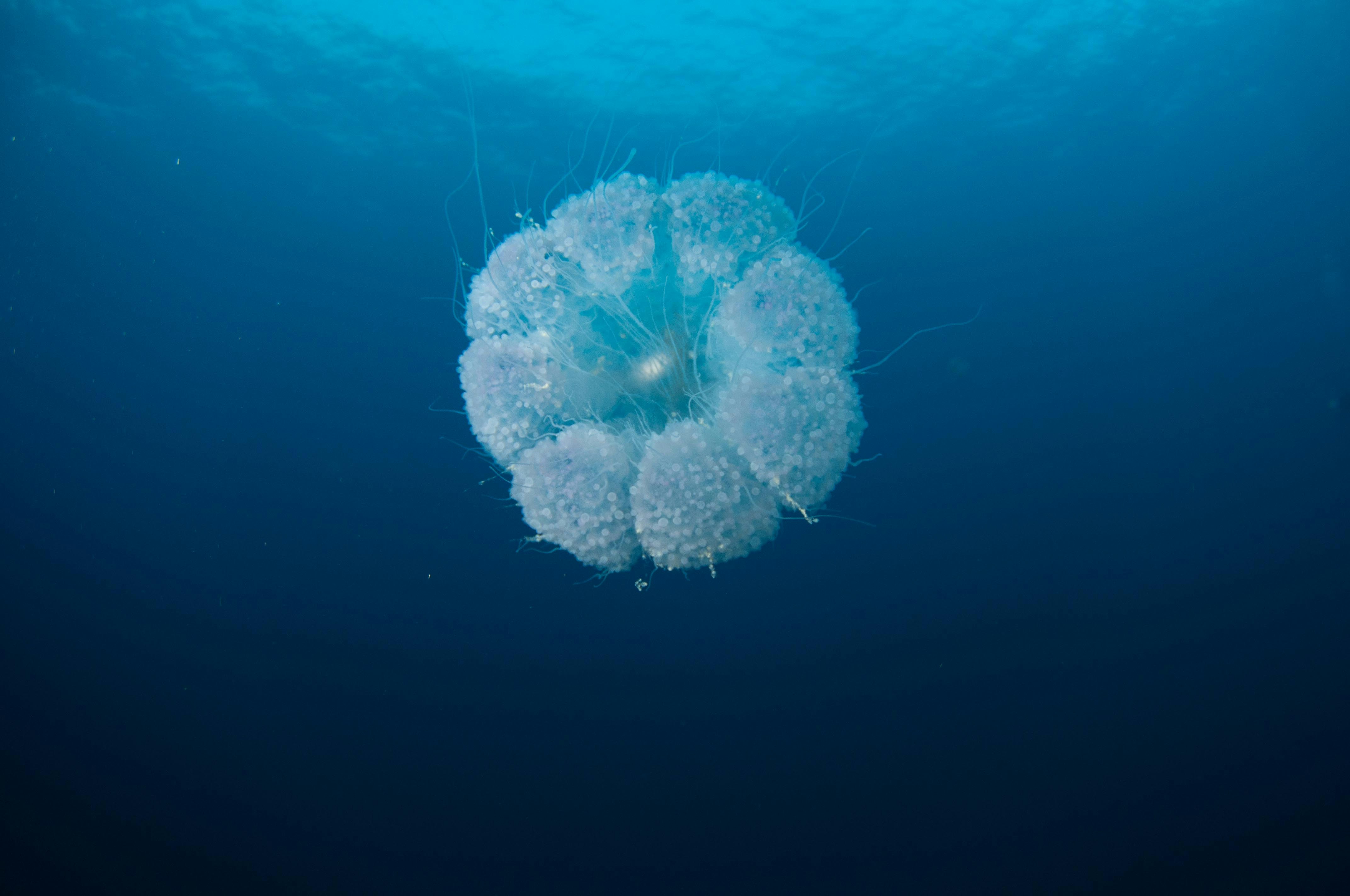 white jelly fish