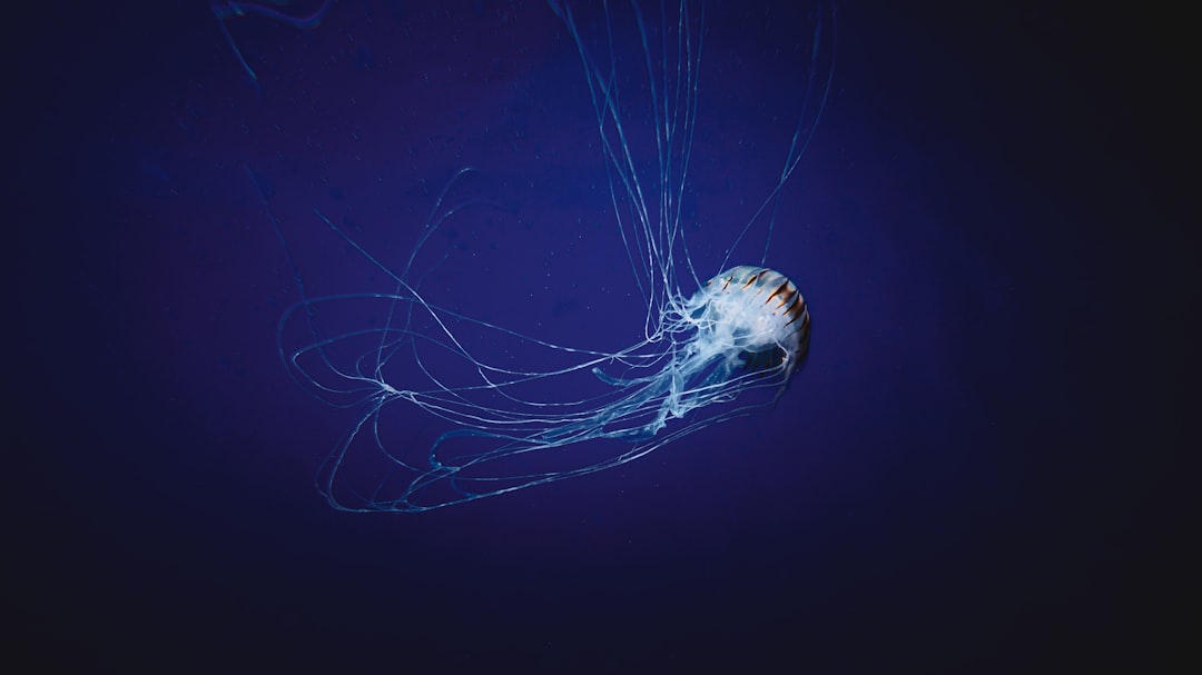 white jellyfish underwater