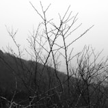 A minimalist nature shot featuring a single tree against a foggy background.