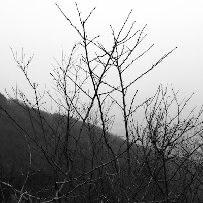 A minimalist nature shot featuring a single tree against a foggy background.