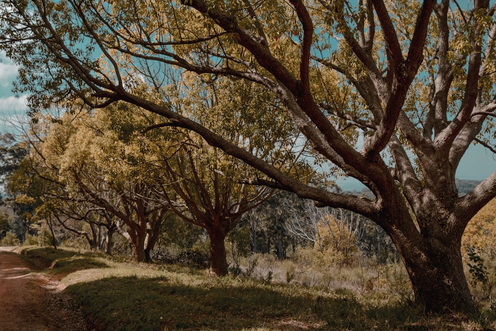 trees near road during daytime