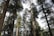 Tall coniferous trees stretch upwards into the sky, with their dense, green foliage filtering the sunlight. The trunks are sturdy and brown, creating a forest scene that feels expansive and serene.