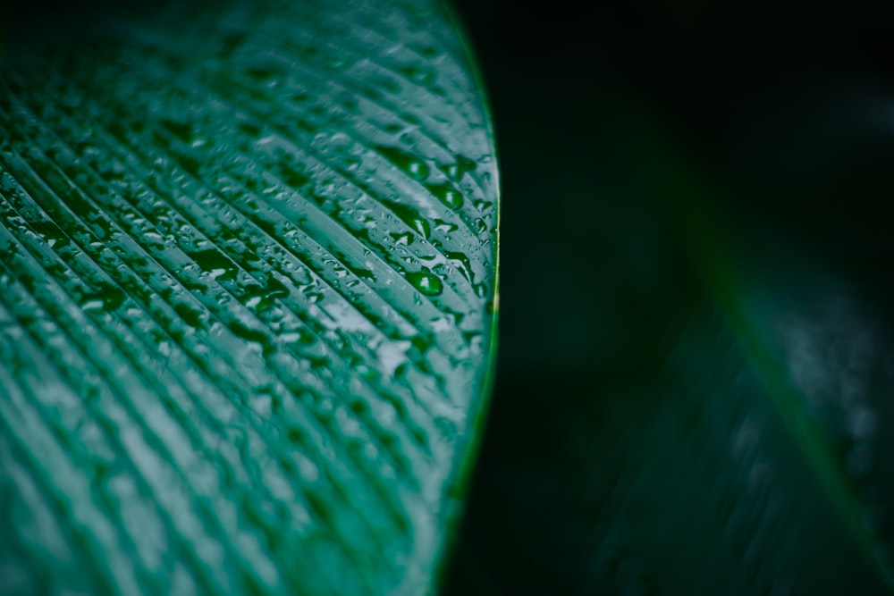 selective focus photo of green leaf