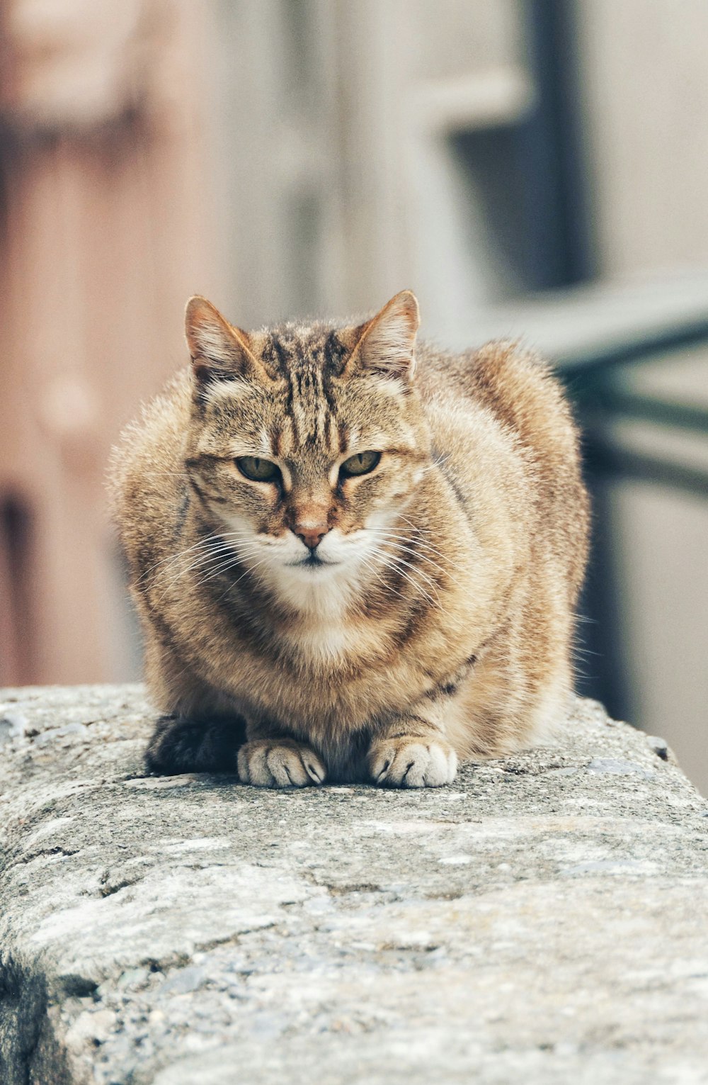 brown tabby cat