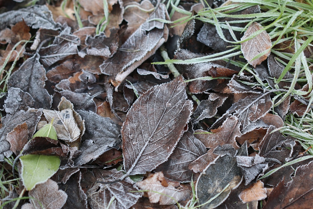 feuilles séchées brunes