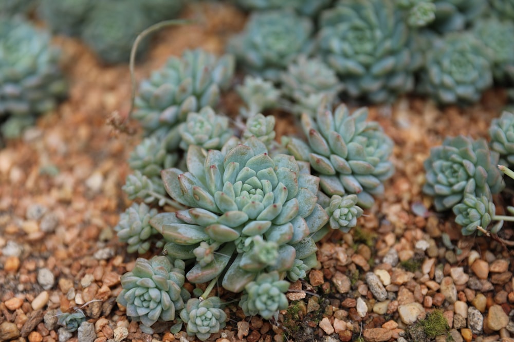 succulent plants