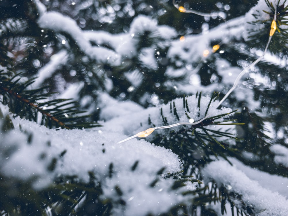 green pine tree covered with snow close-up photography