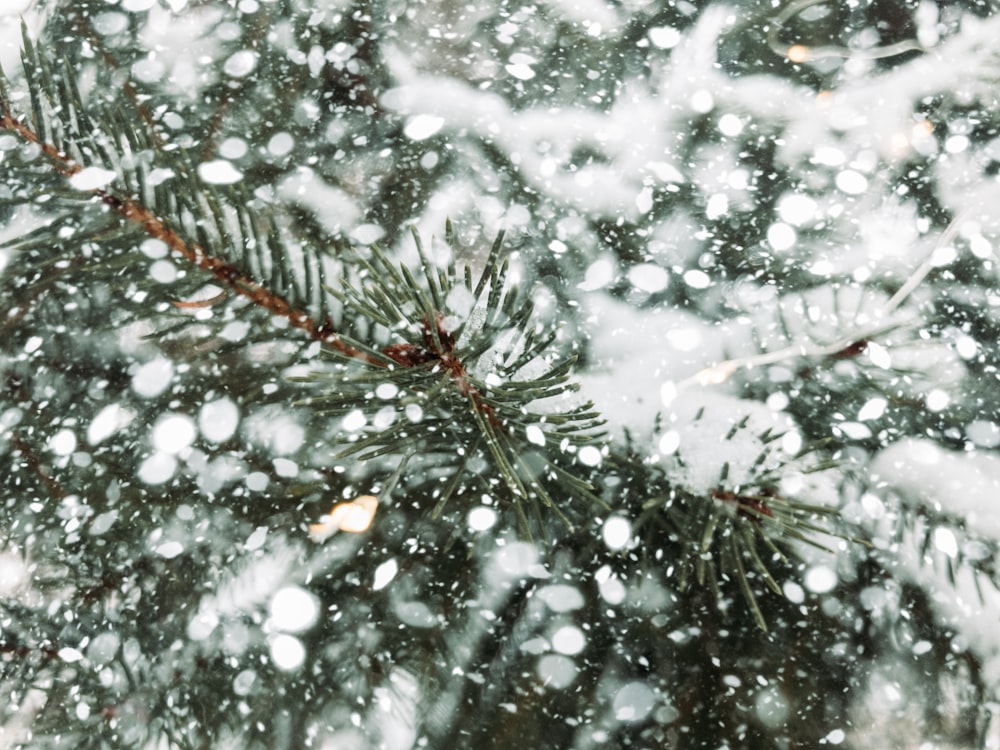 pino verde cubierto de nieve