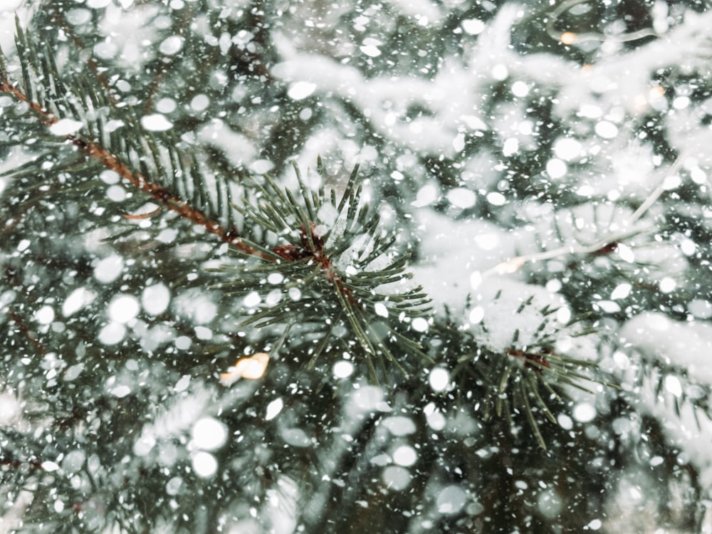 green pine tree covered with snow