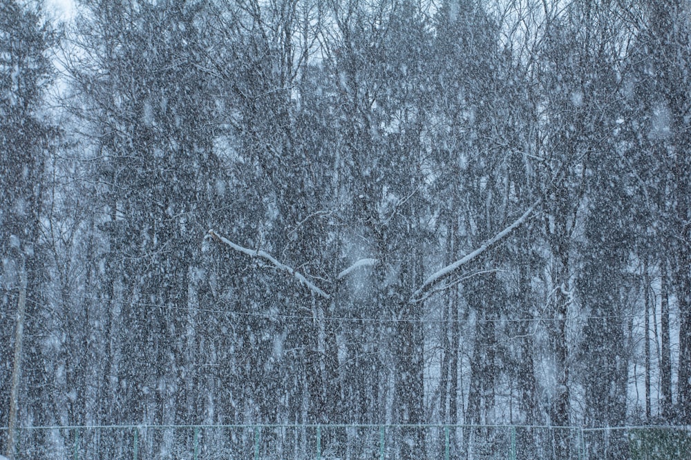 a snowy forest with a fence and trees
