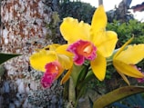A vibrant yellow orchid with bright pink and red centers is in bloom, growing against a textured tree trunk that is covered in patches of lichen. The background features greenery from surrounding plants, adding a natural and serene setting.