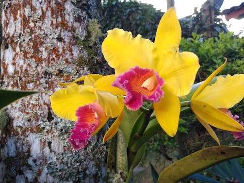 A vibrant yellow orchid with bright pink and red centers is in bloom, growing against a textured tree trunk that is covered in patches of lichen. The background features greenery from surrounding plants, adding a natural and serene setting.