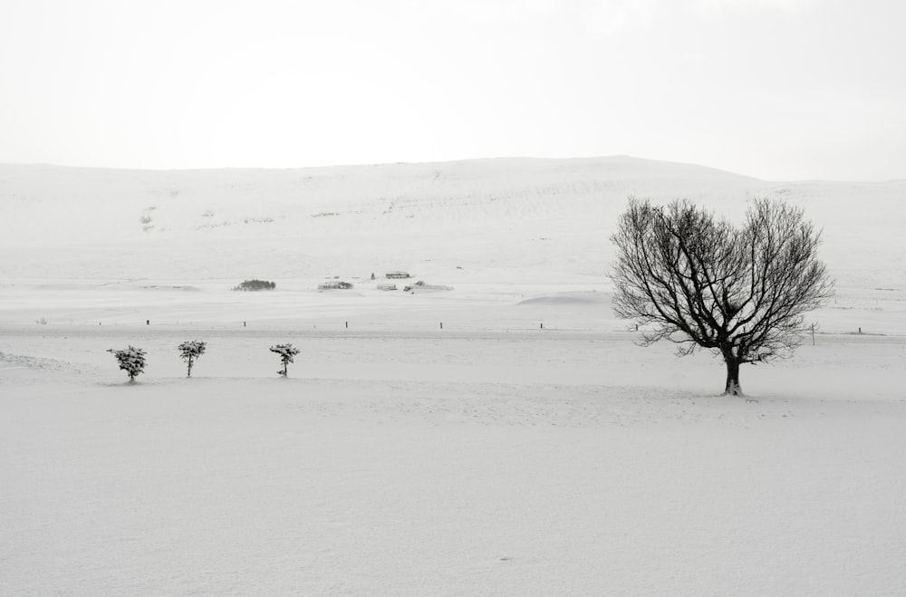 bare tree in snow fields during daytime