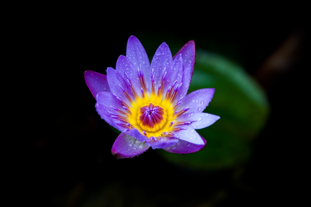 purple and yellow lotus flower bloom