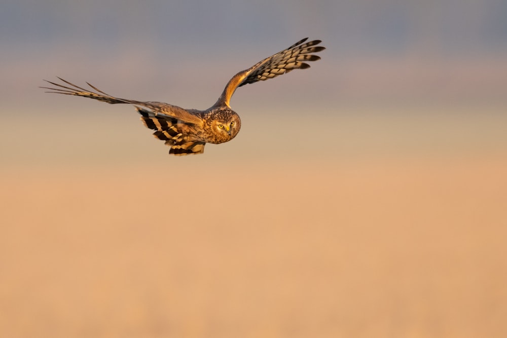 brown owl in flight