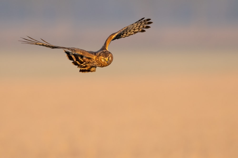 braune Eule im Flug