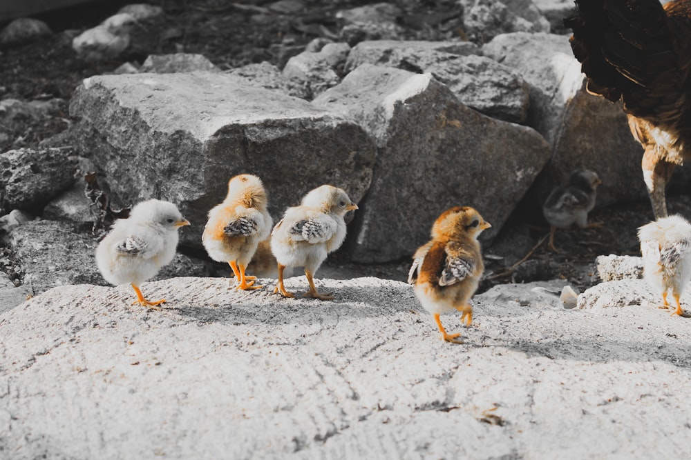 five brown and gray chicks