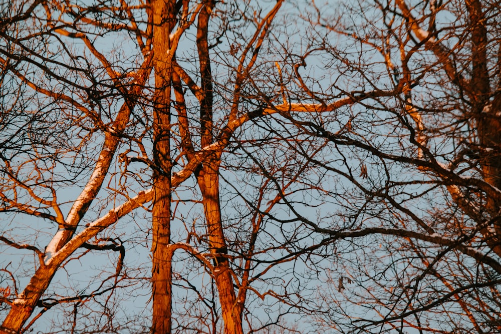 leafless tree