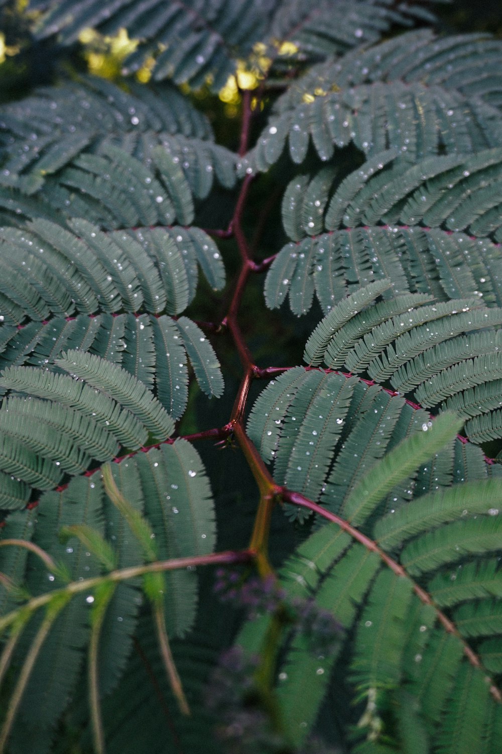 green boston fern plant