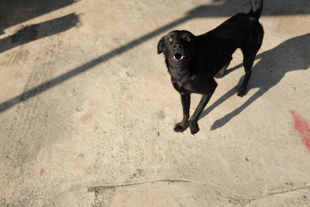 short-coated black dog standing on ground
