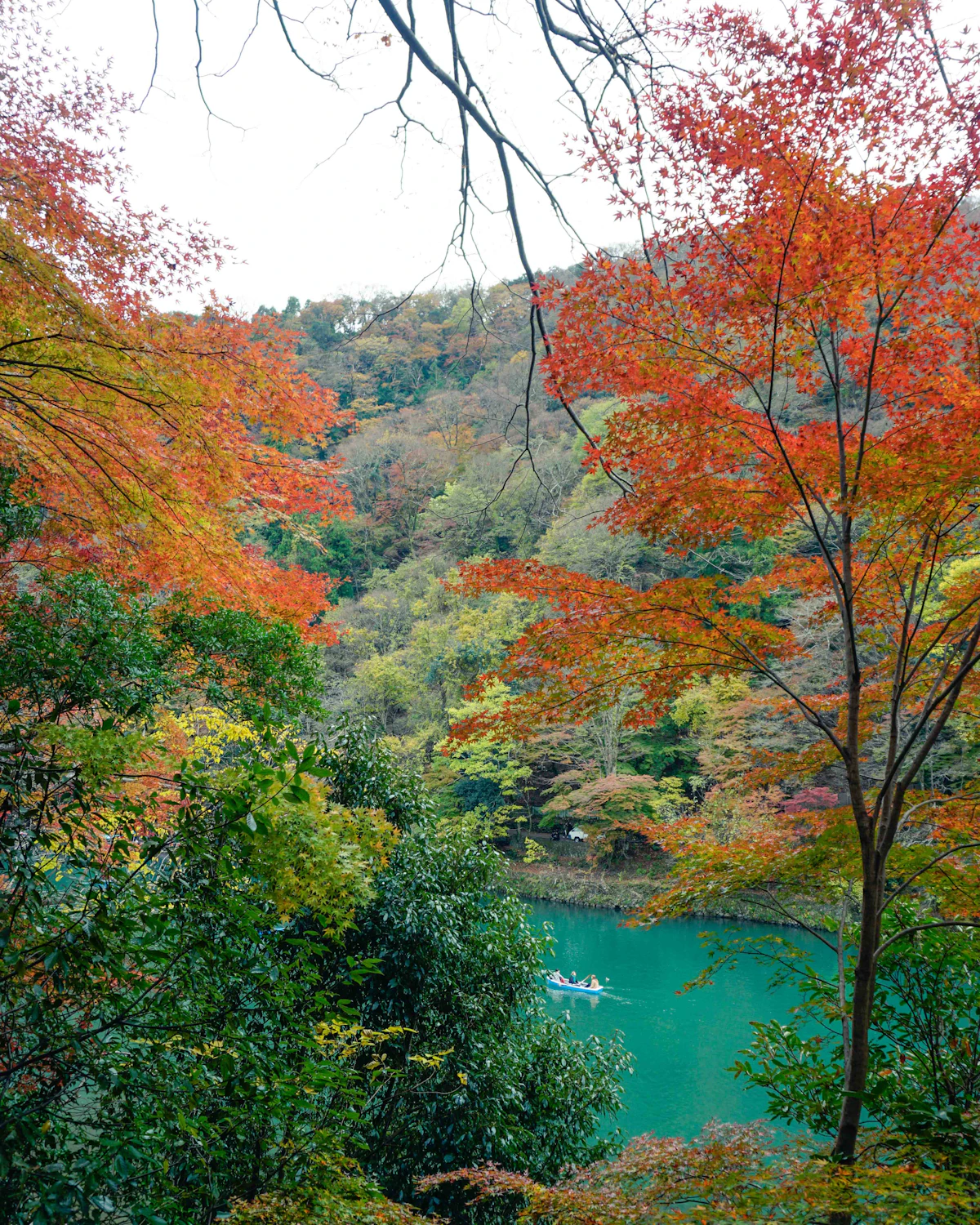 Green water and golden foliage reflected in the Katsura River at Arashiyama, Kyoto in autumn