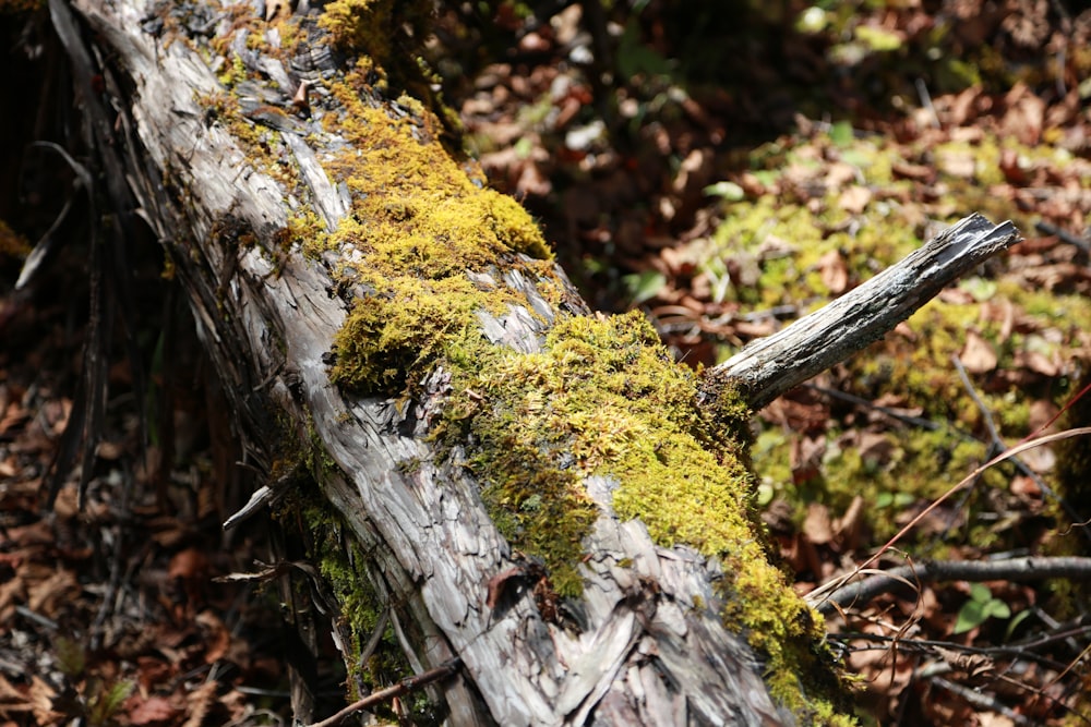 selective focus photography of moths on fallen tree log during daytime