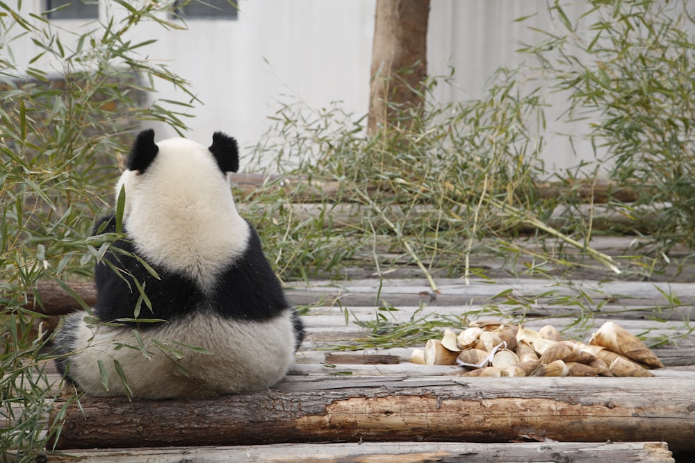 panda bianco e nero seduto vicino alla pianta a foglia verde