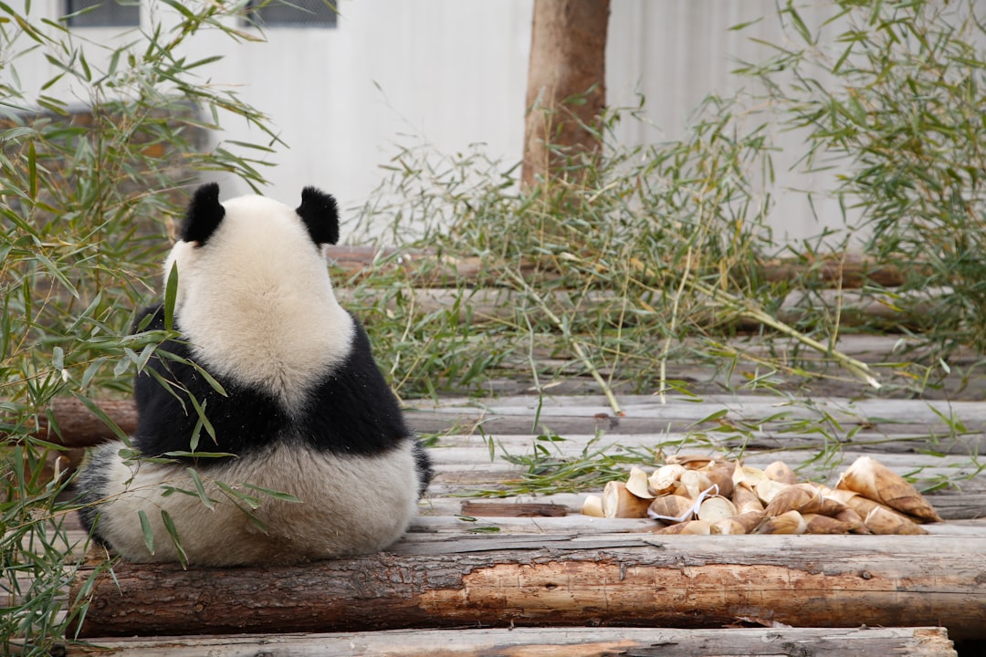  white and black panda sitting near green leafed plant panda