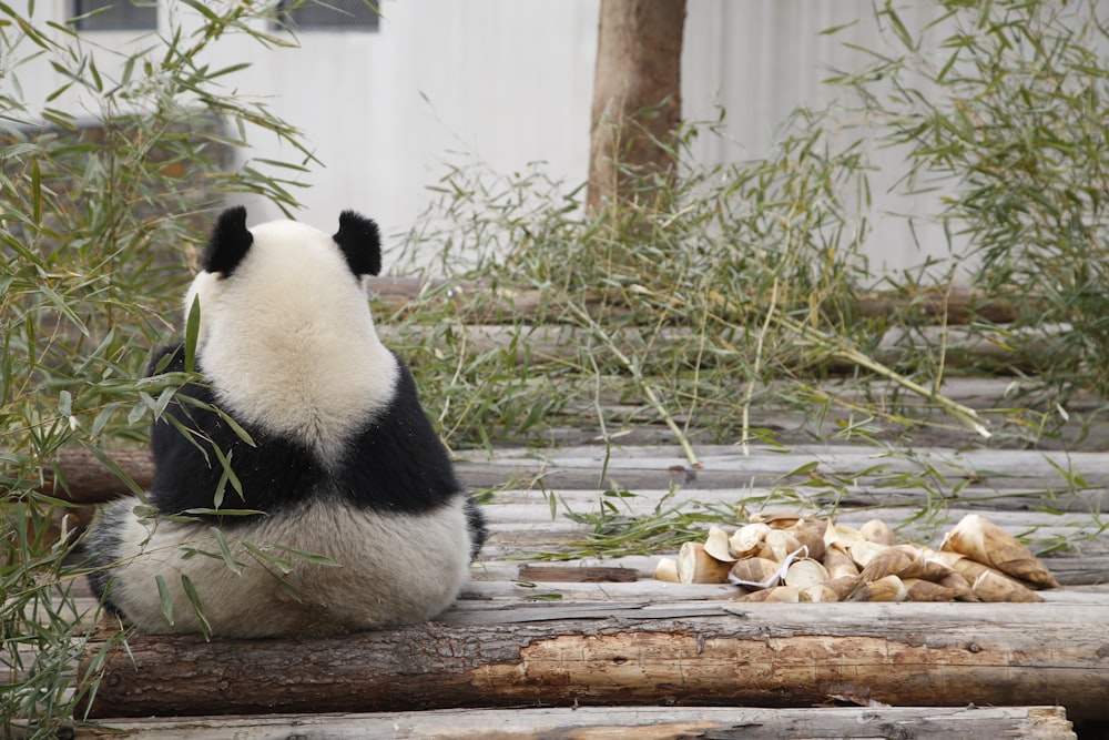 white and black panda sitting near green-leafed plant