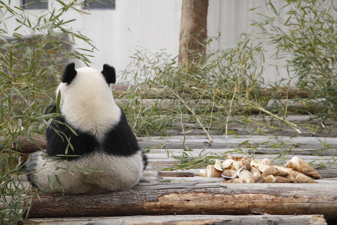 white and black panda sitting near green-leafed plant,