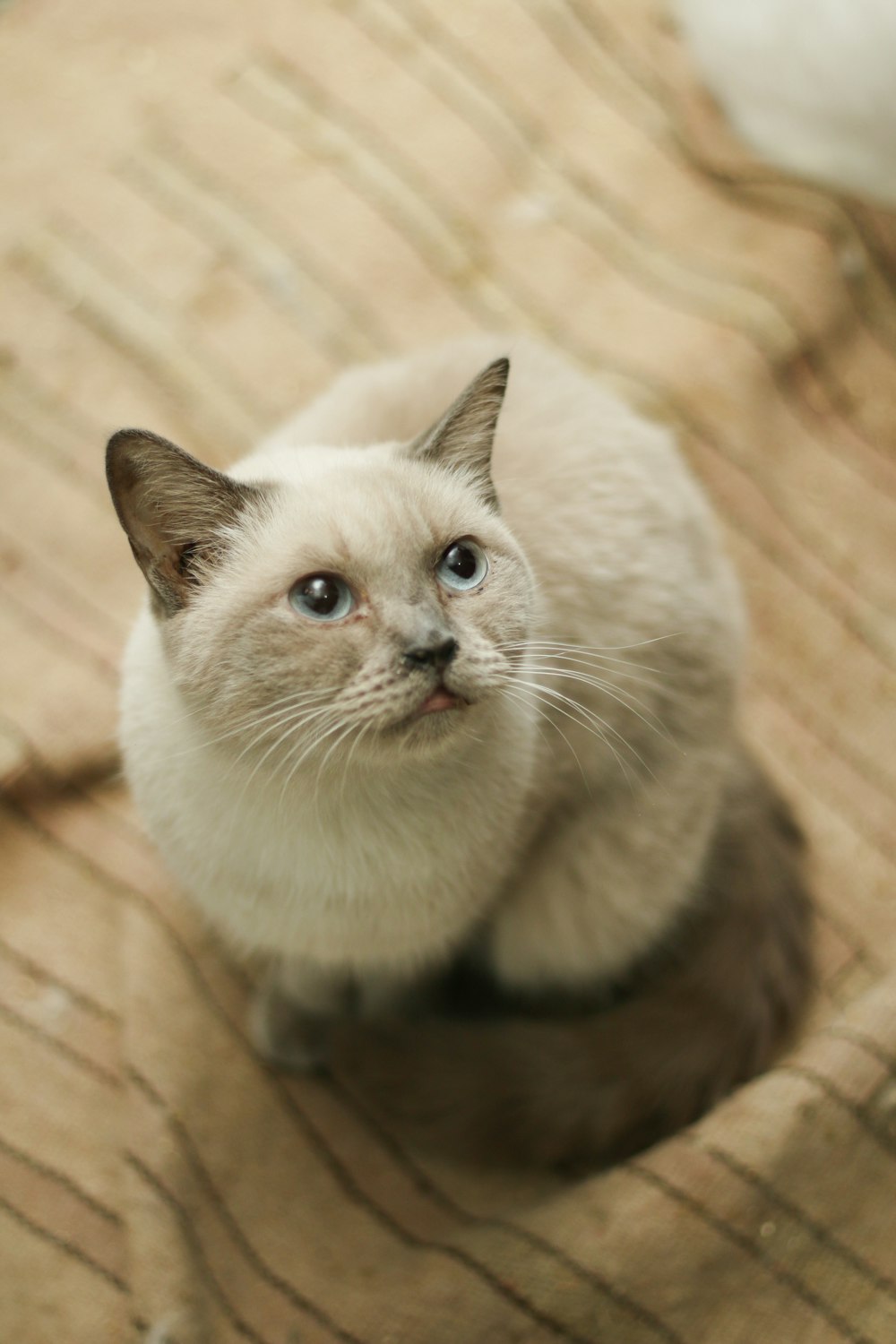 selective focus photo of white and brown short-furred cat