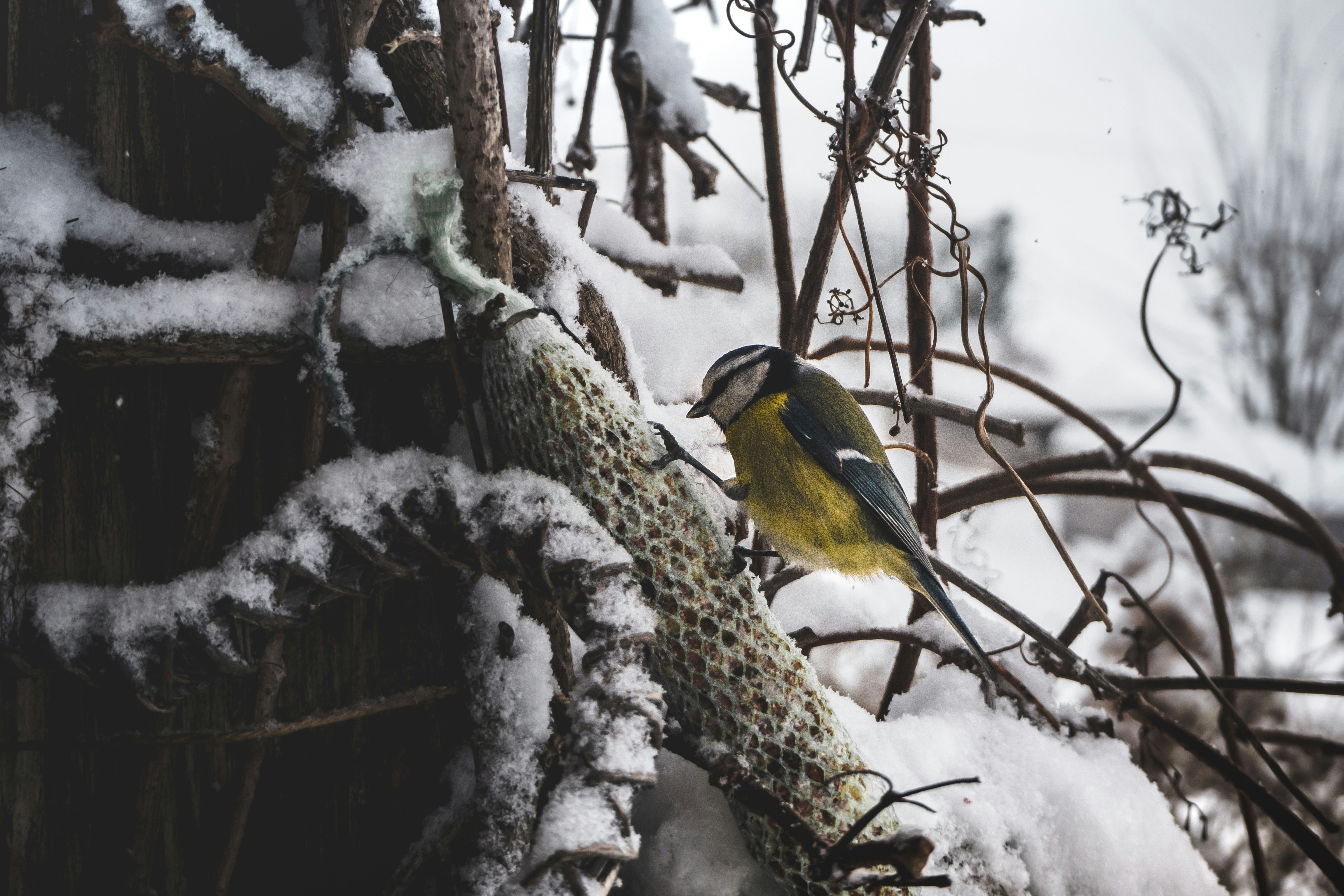 Photo by matthiasoberholzer