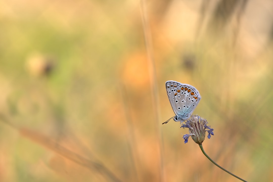 selective focus photography of gray and brown butterfly on flower