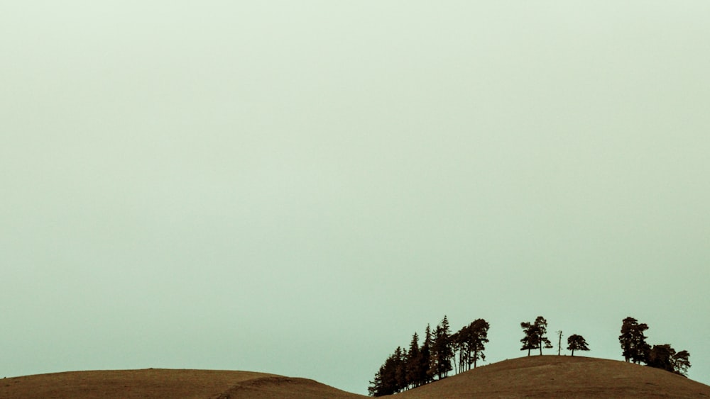 mountain and trees under white sky