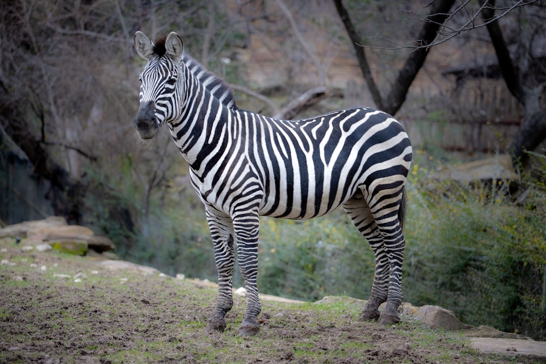 zebra