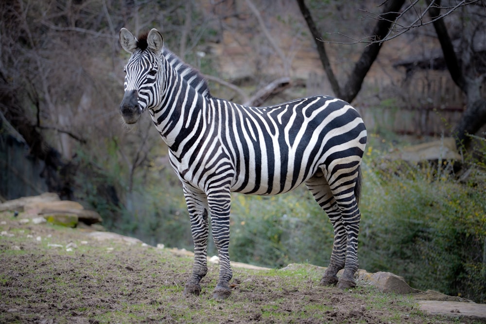 black and white zebra standing on green grass field