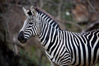 A zebra standing with its side profile visible, showcasing its distinctive black and white stripes against a blurred natural background.