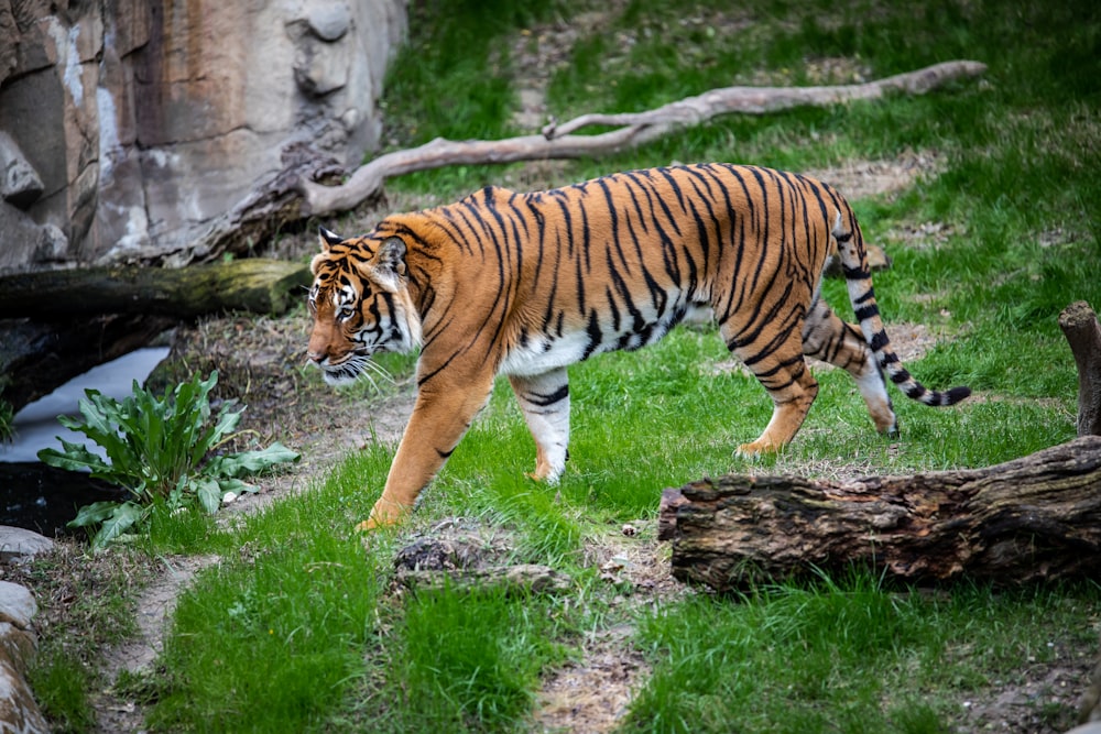 brown and black tiger walking on green grass