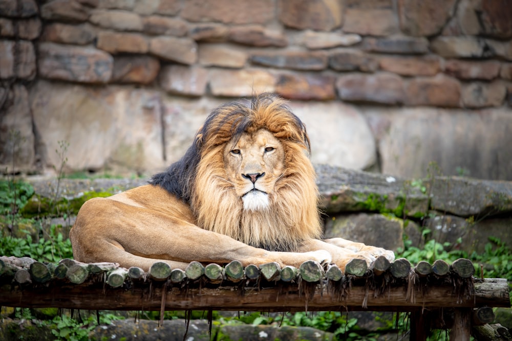 lion lying on brown surface