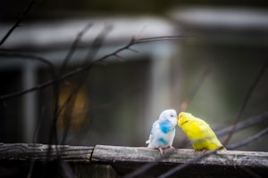yellow and white parakeet kissing outdoor