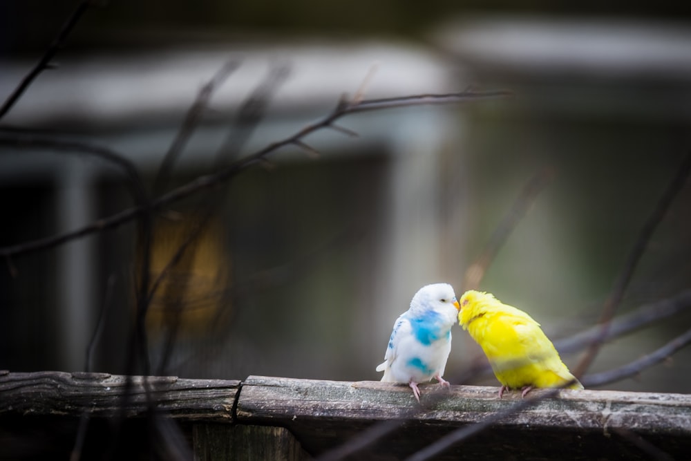 yellow and white parakeet kissing outdoor