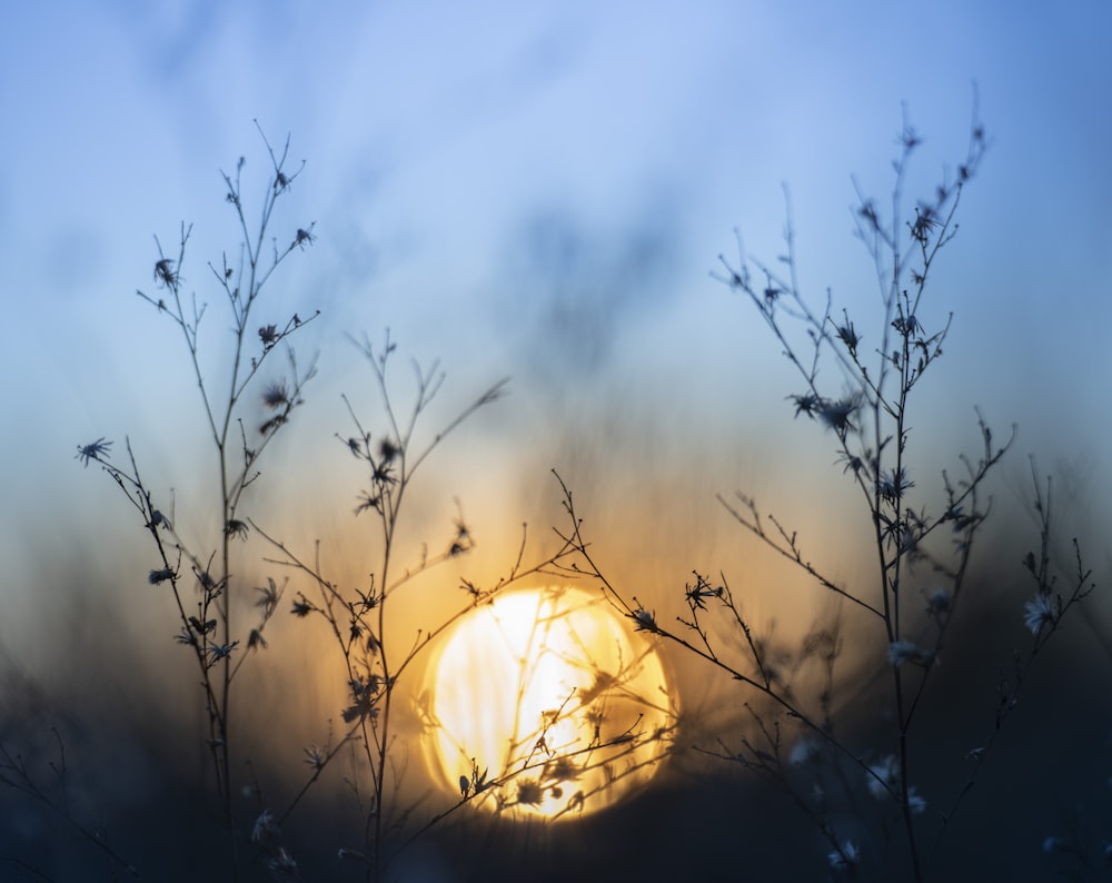 silhueta da flor da margarida atrás do sol nascente