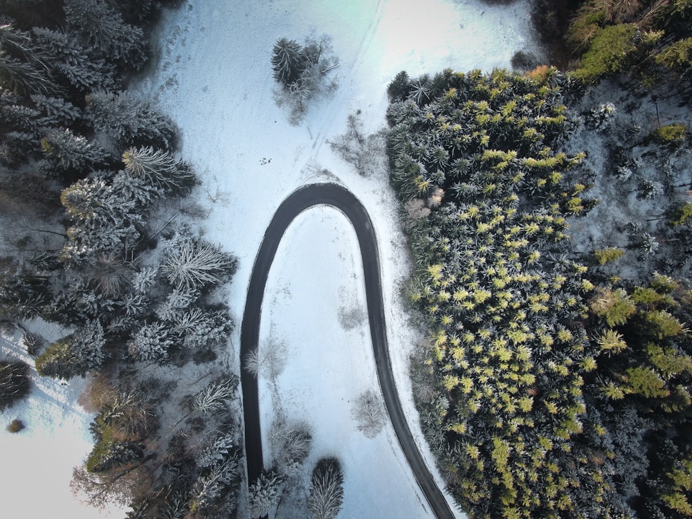 trees and road