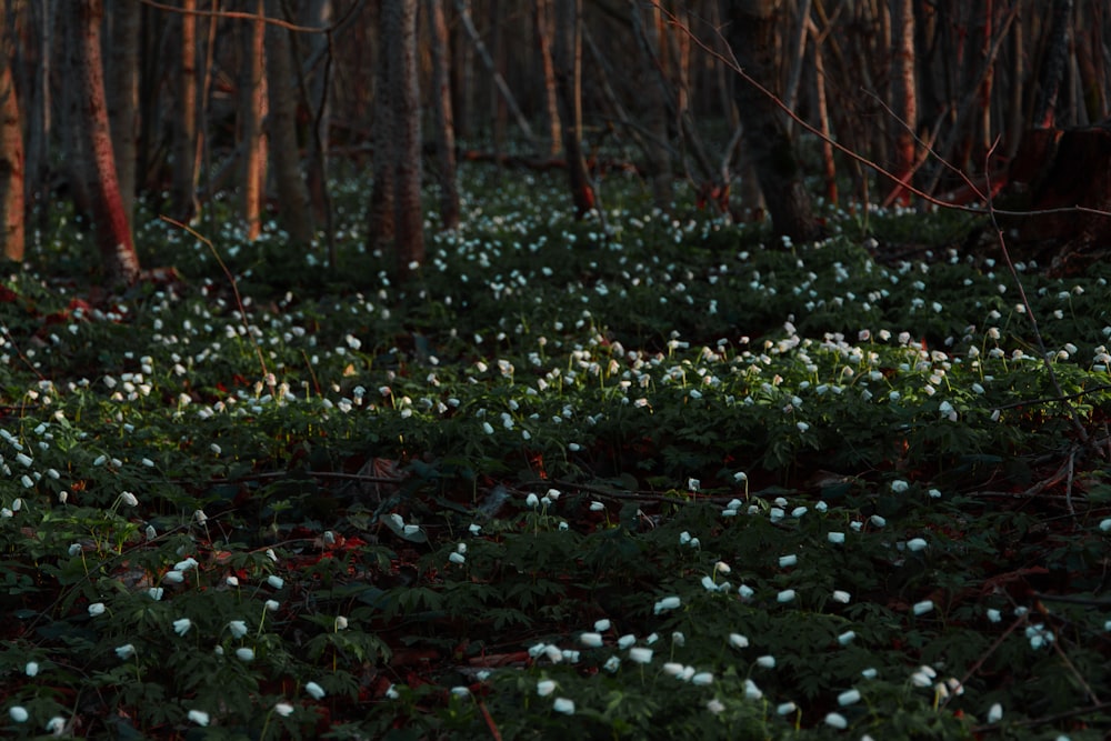 braune Bäume, umgeben von Blumen