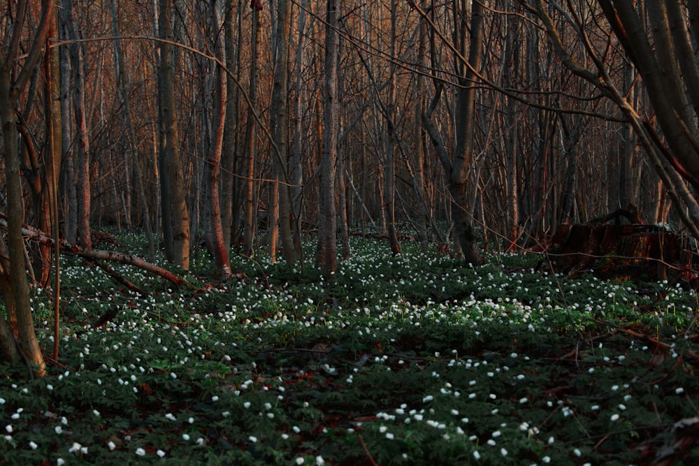 fiori dai petali bianchi circondati da alberi