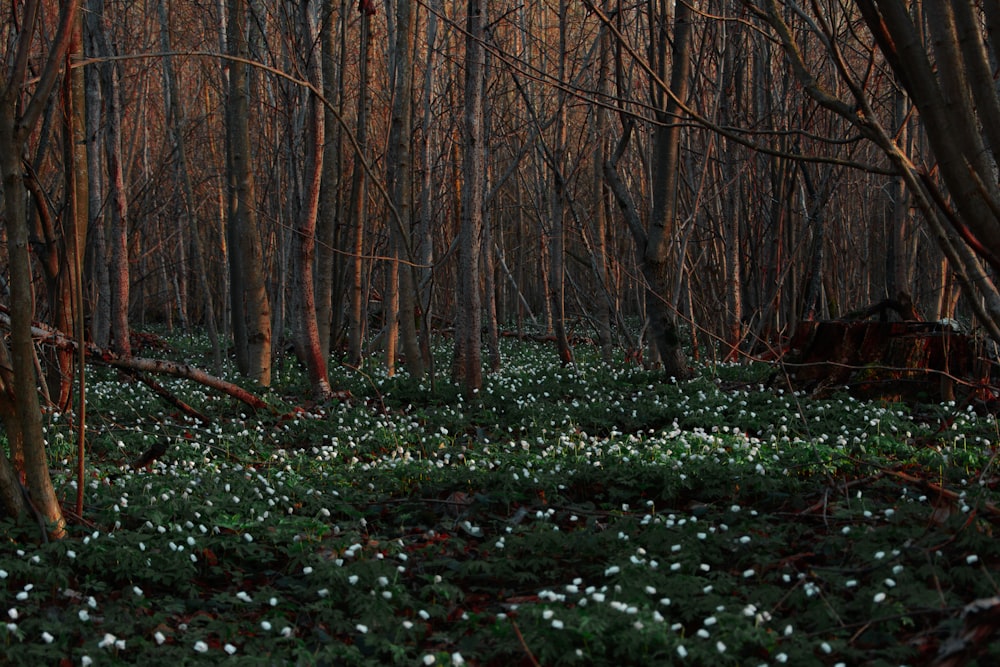 white petaled flowers surrounded by trees