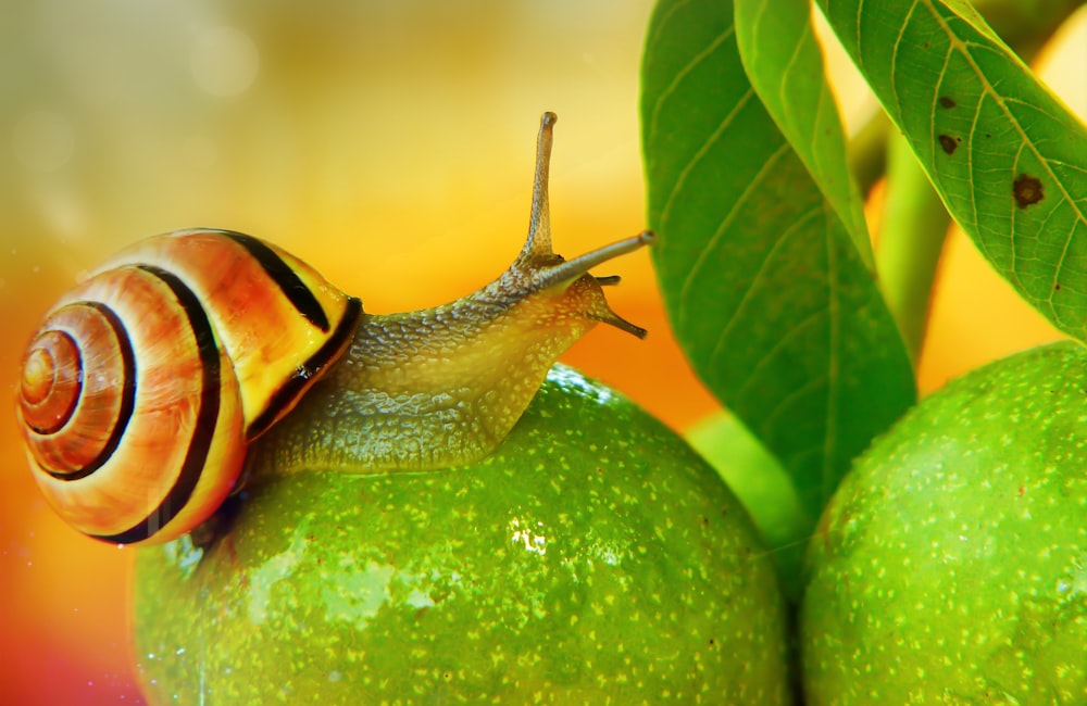 orangefarbene und schwarze Schnecke auf grüner Mangofrucht